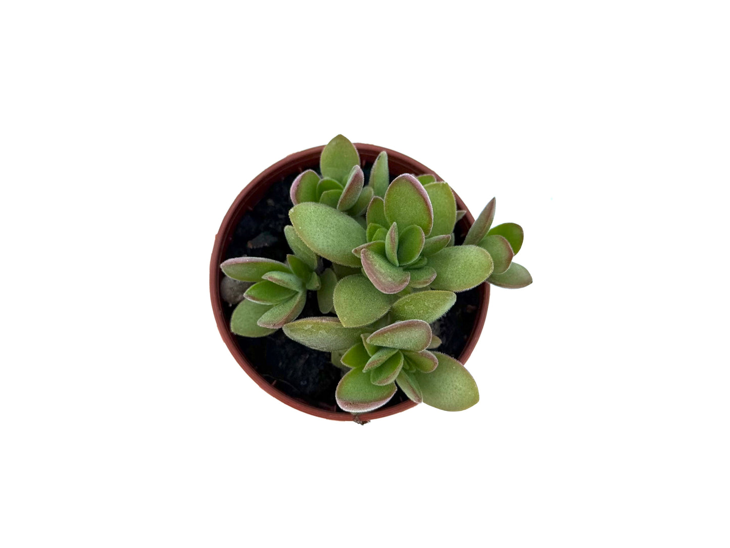 Crassula Lanuginosa