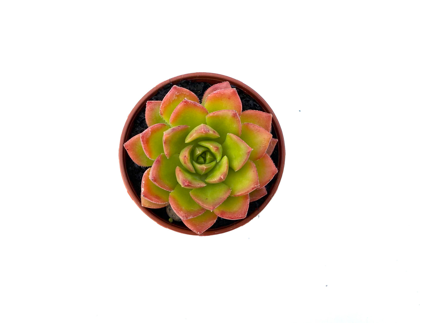 Sedeveria Letizia