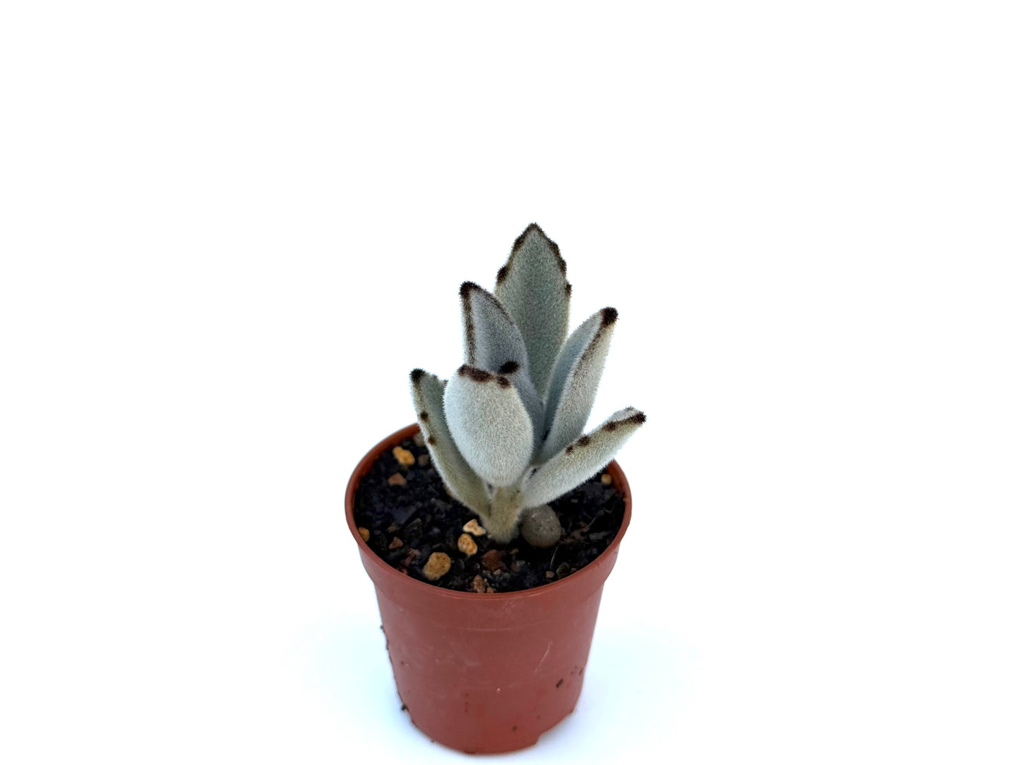Kalanchoe Tomentosa