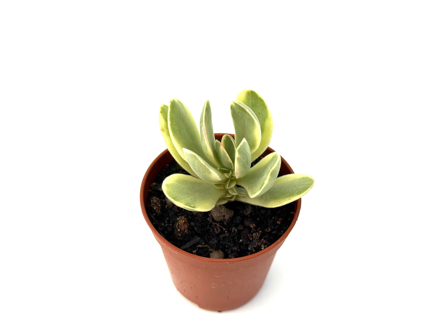 Crassula Money Maker Variegada