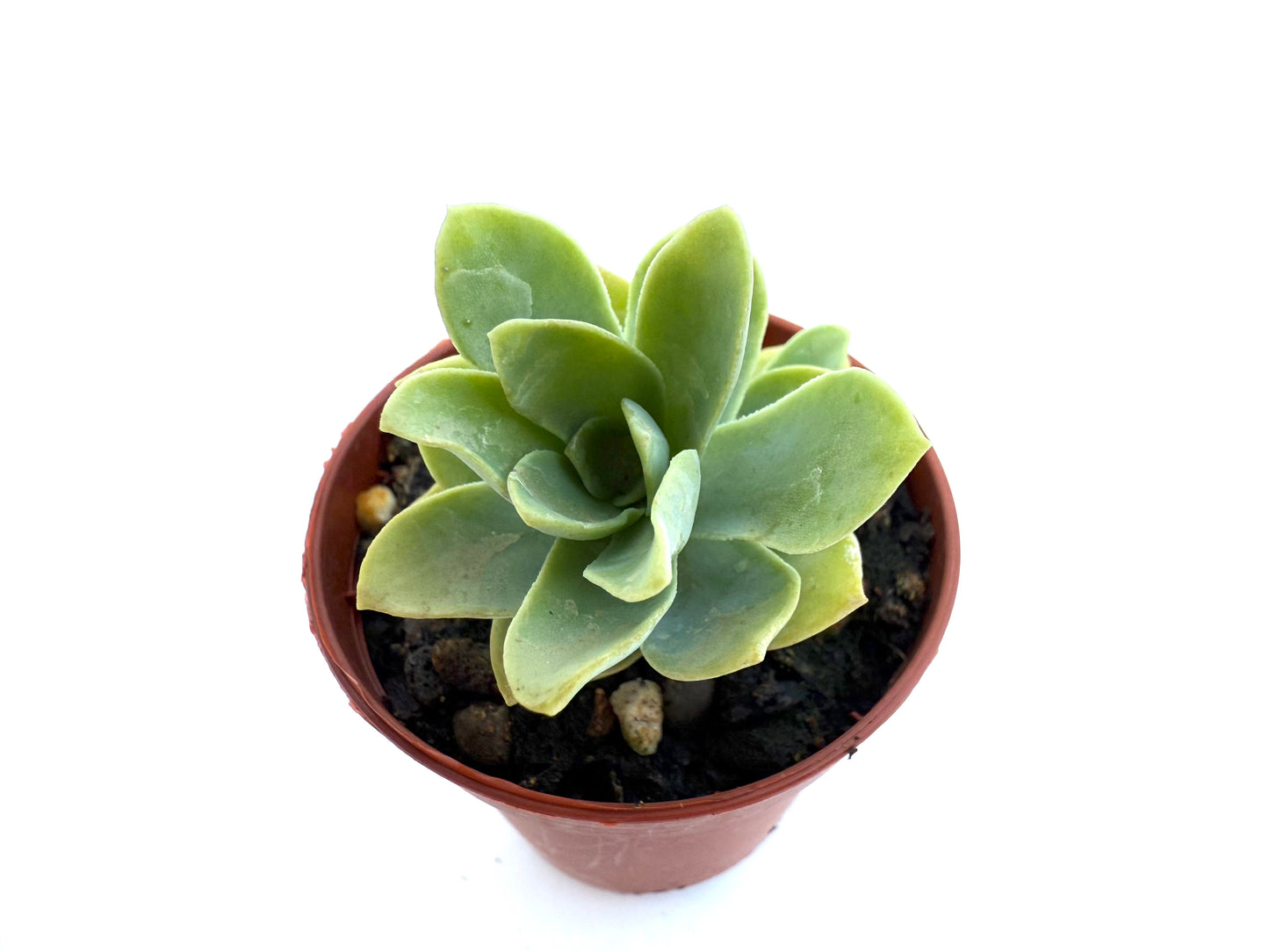 Sedum Palmeri