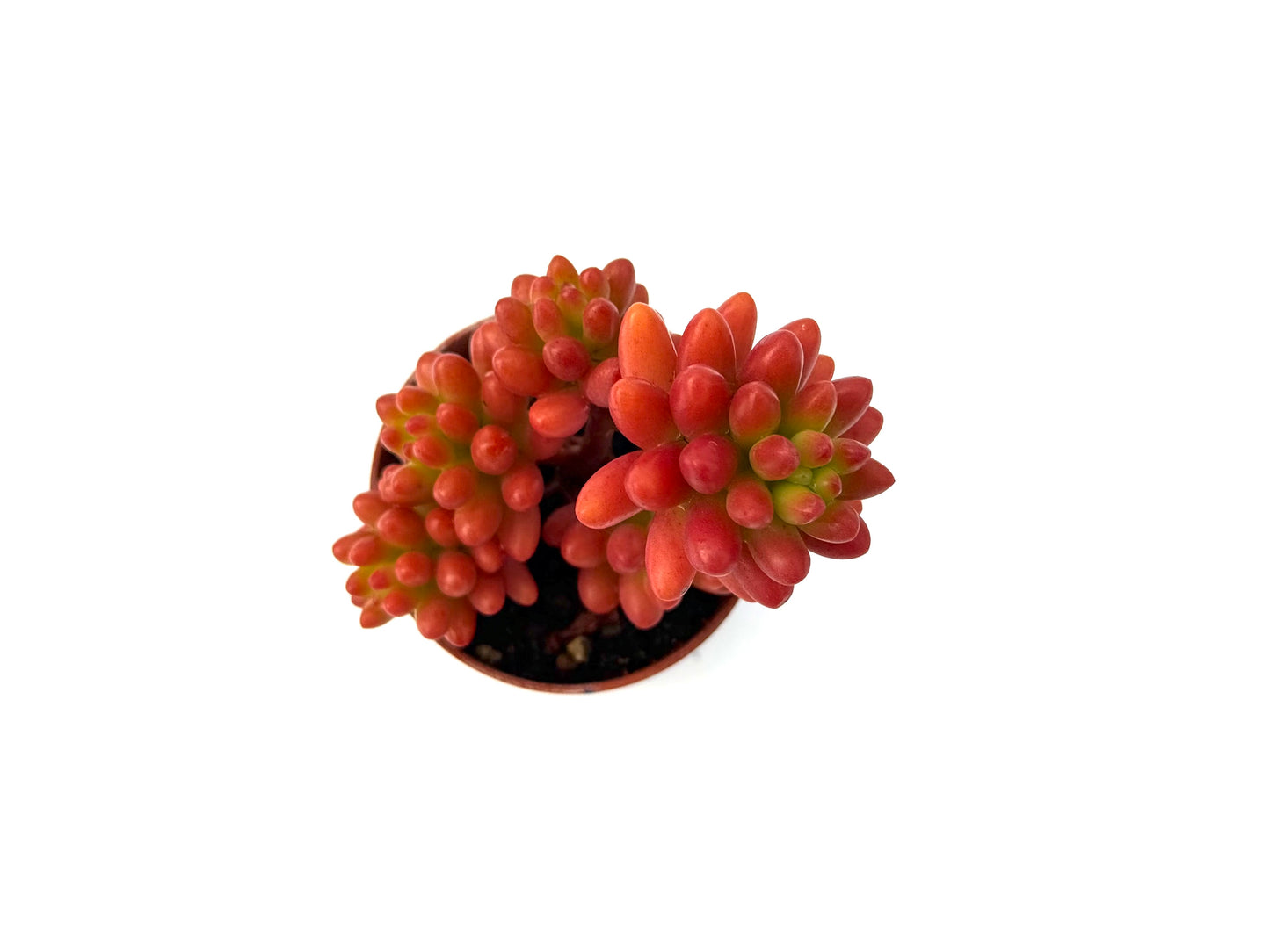 Sedum Rubrotinctum
