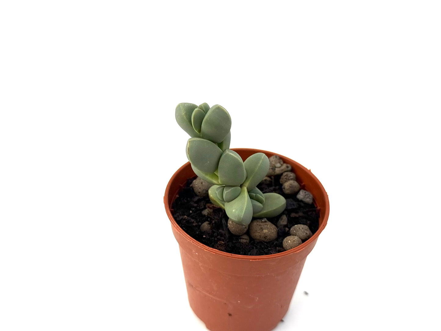Corpuscularia Lehmannii