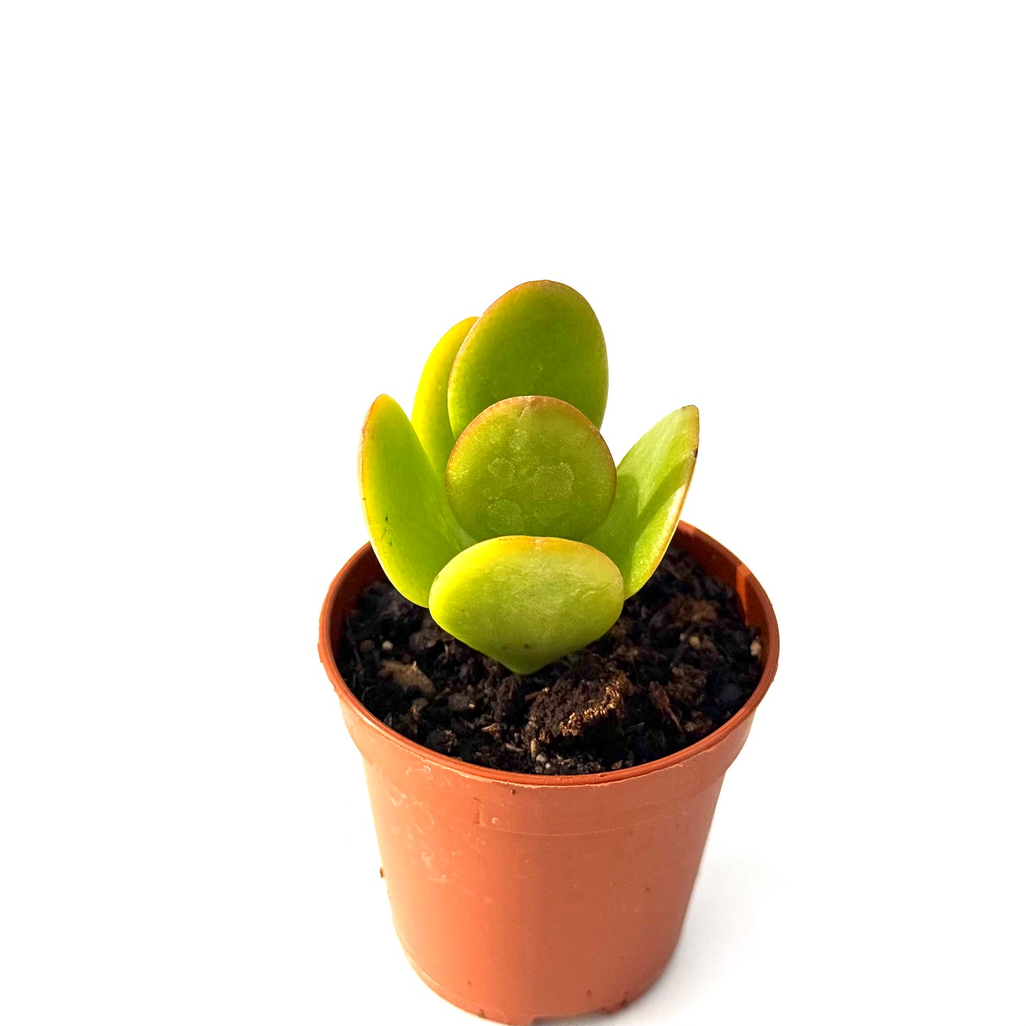 Crassula Ovata