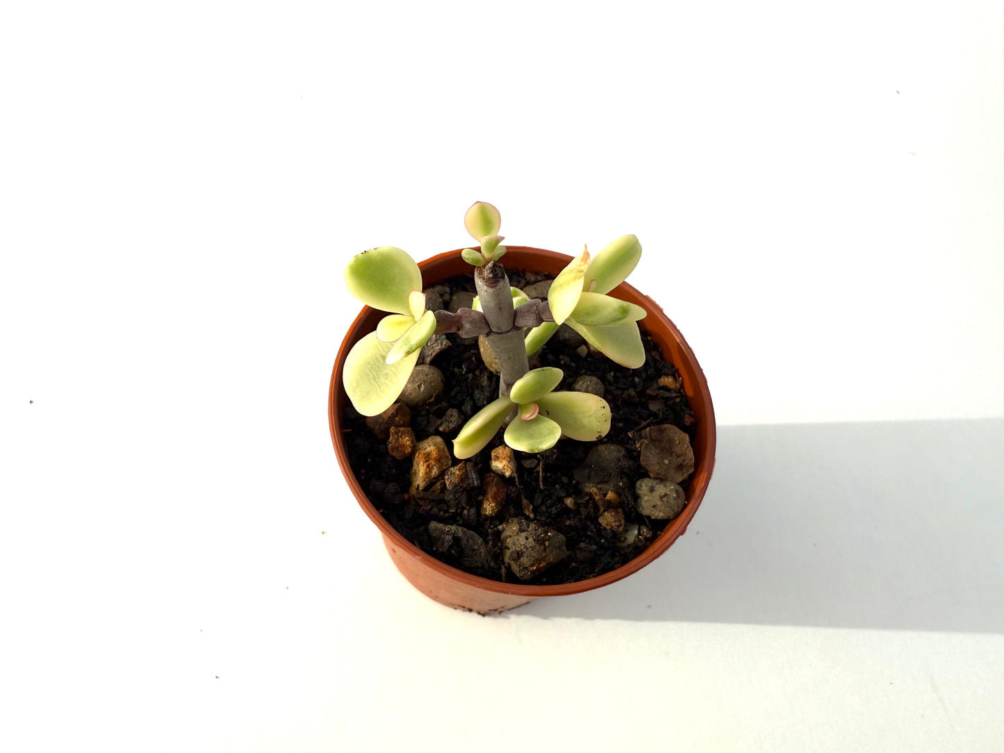 Portulacaria Afra Variegada