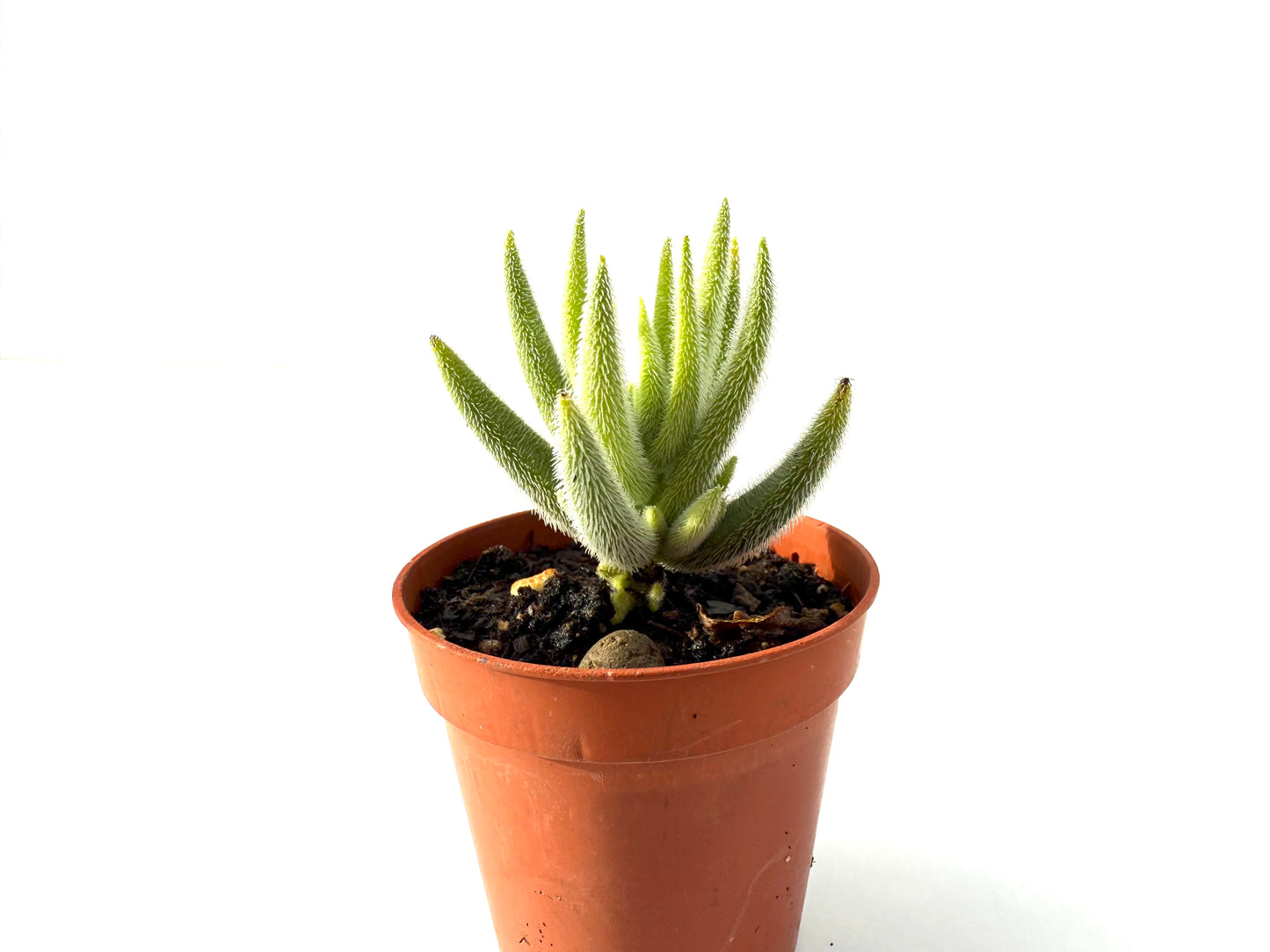 Crassula Mesembryanthemoides