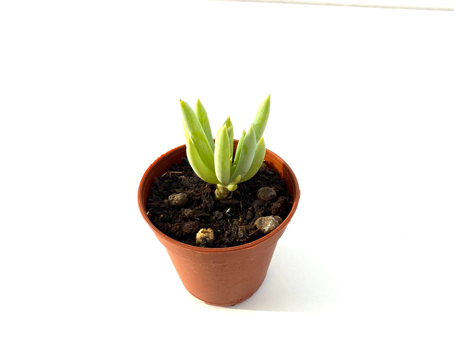 Dudleya Edulis