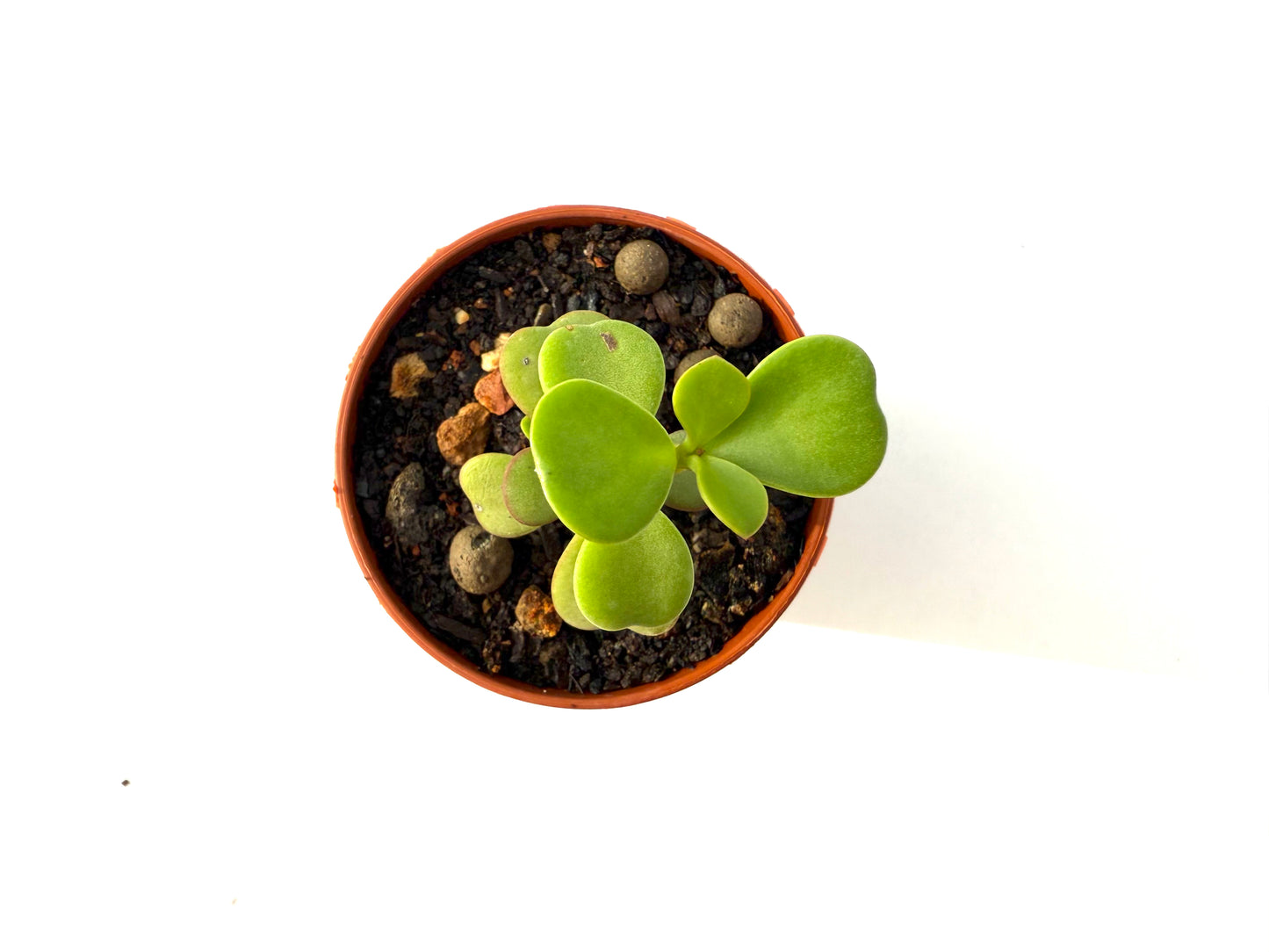 Portulacaria Afra