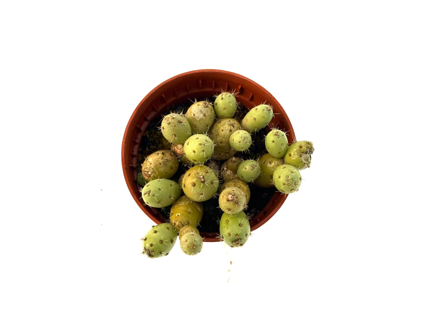 Maihueniopsis Minuta