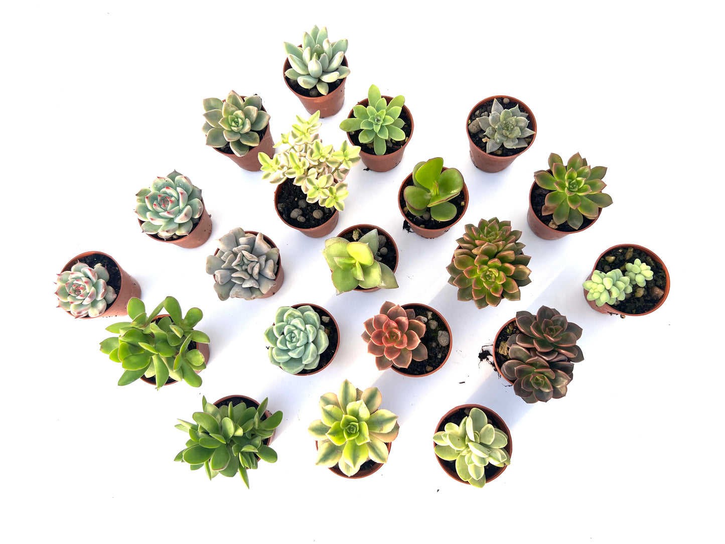 Pack 20 Suculentas