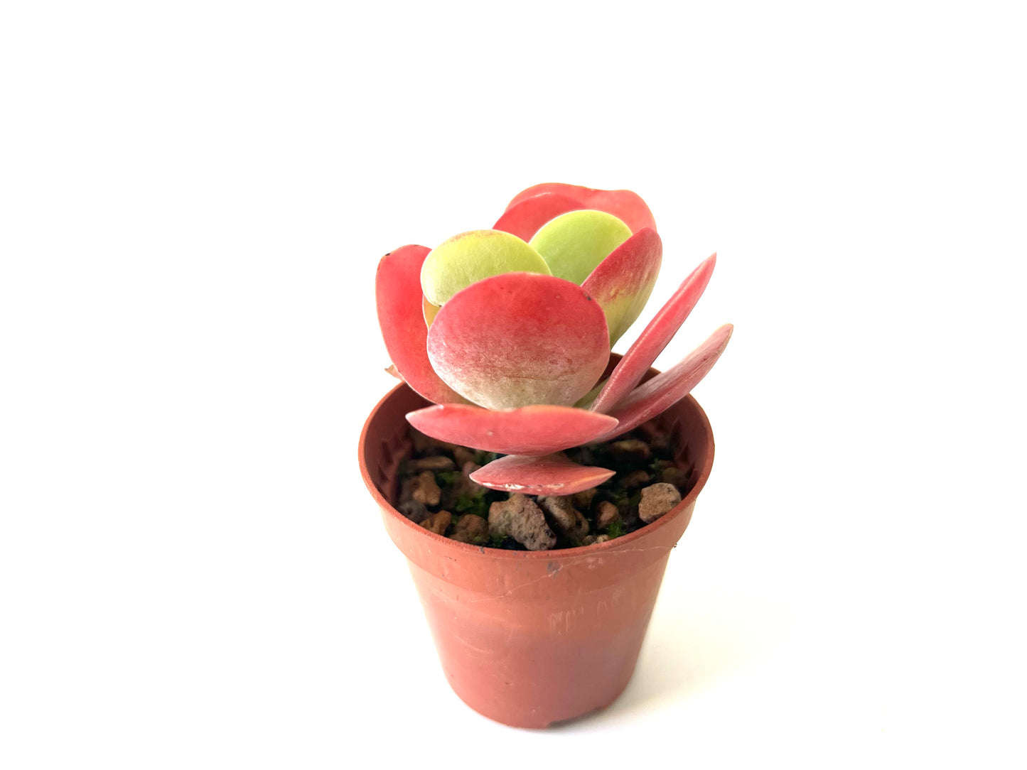 Kalanchoe Thyrsiflora