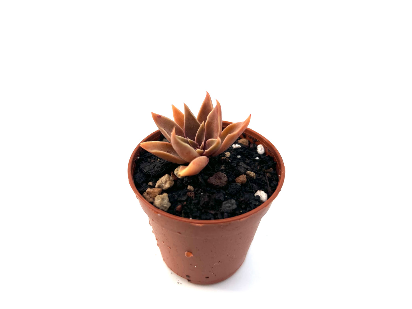 Echeveria Sabre Wolf