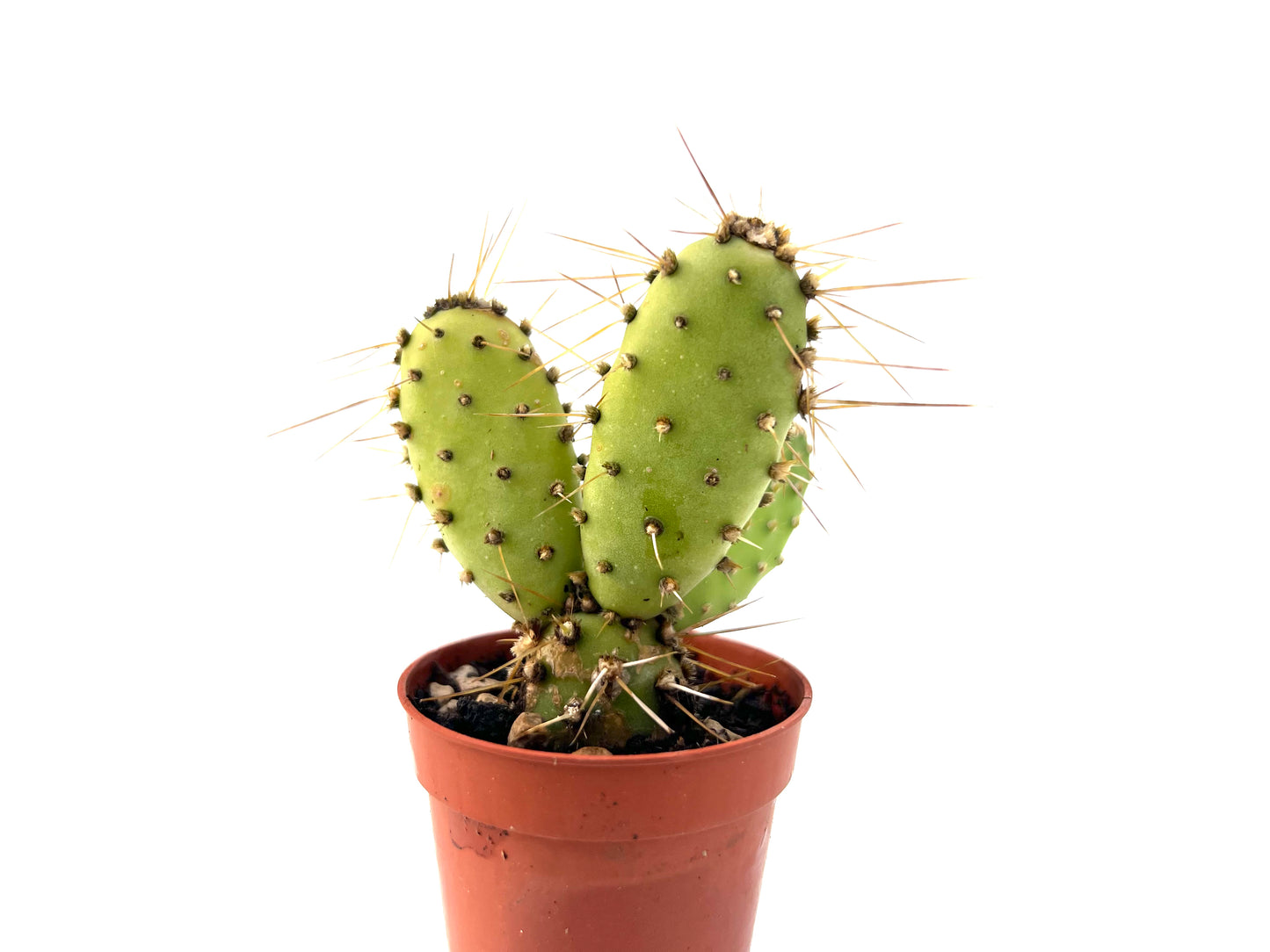 Opuntia Fragilis