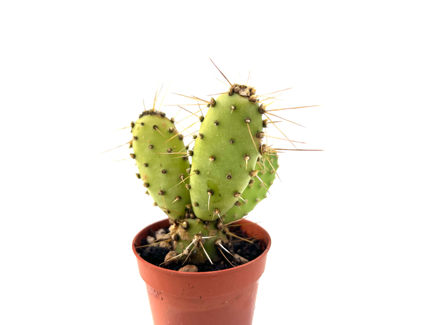 Opuntia Fragilis