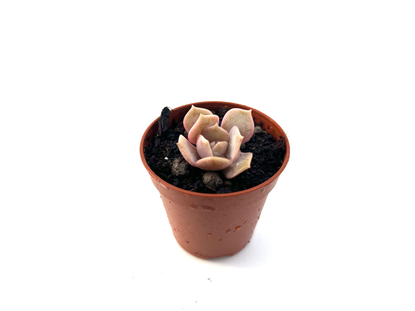 Echeveria Lola