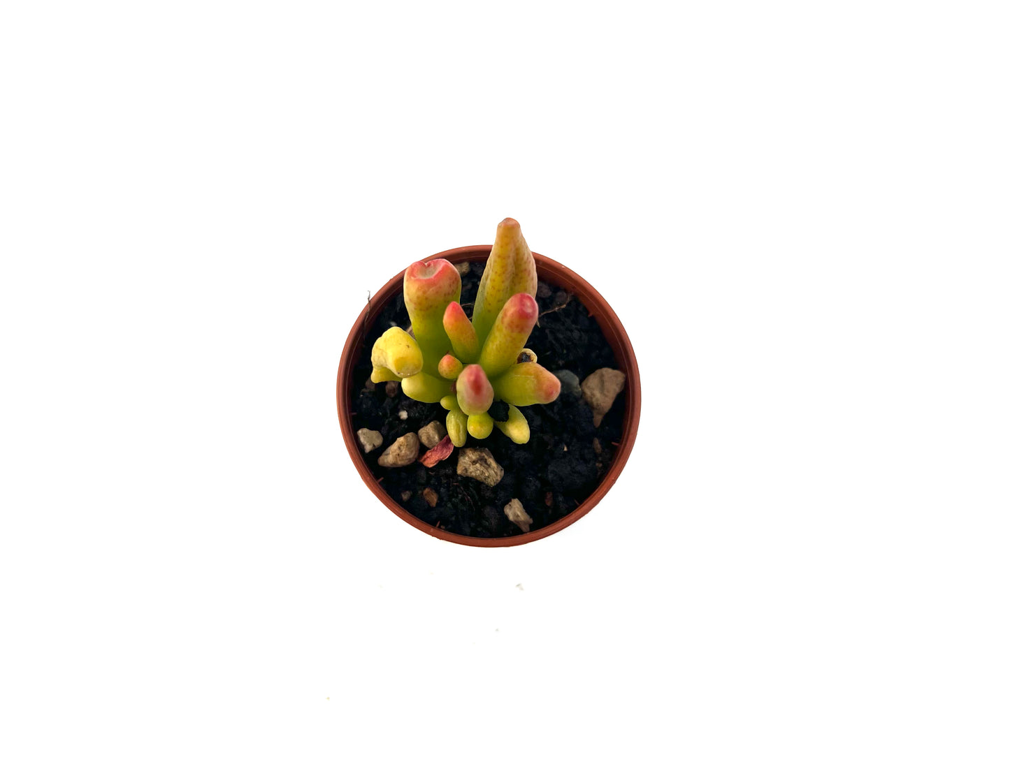 Crassula Ovata 'Gollum'