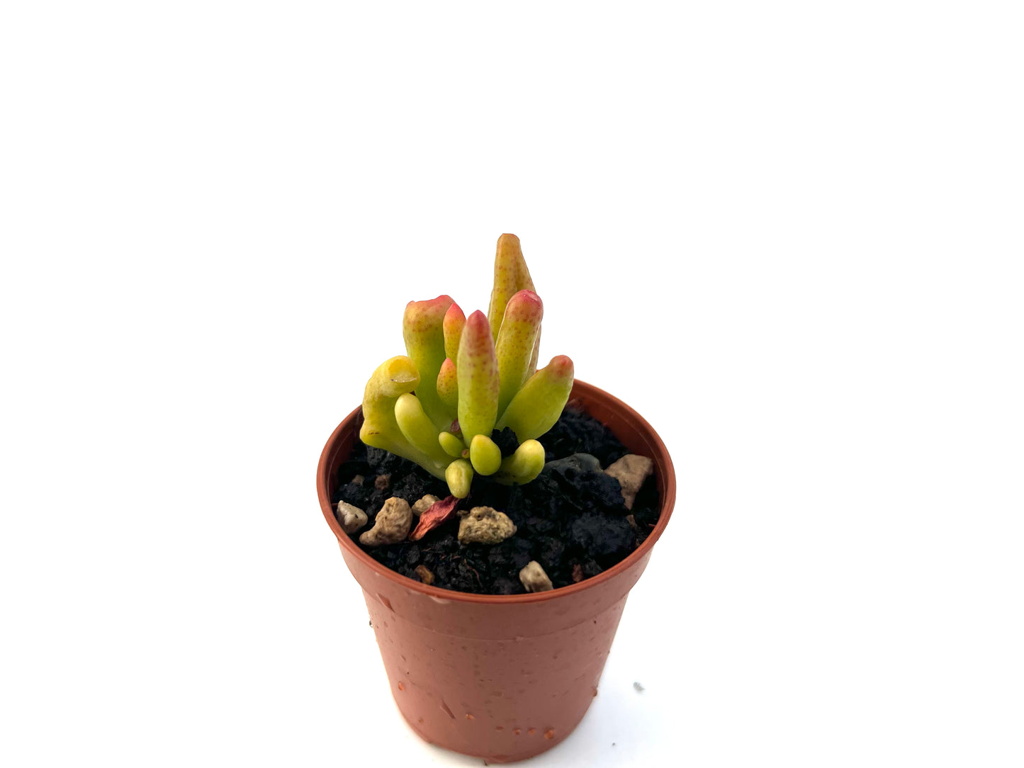 Crassula Ovata 'Gollum'