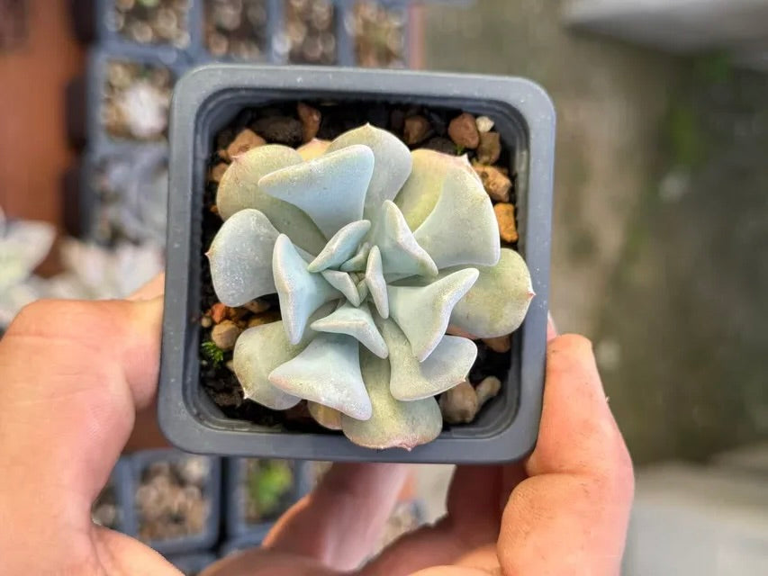 Echeveria Cubic Frost