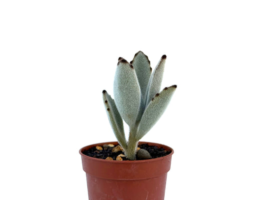 Kalanchoe Tomentosa