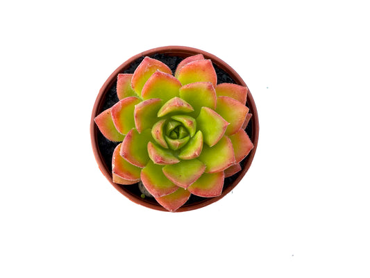 Sedeveria Letizia