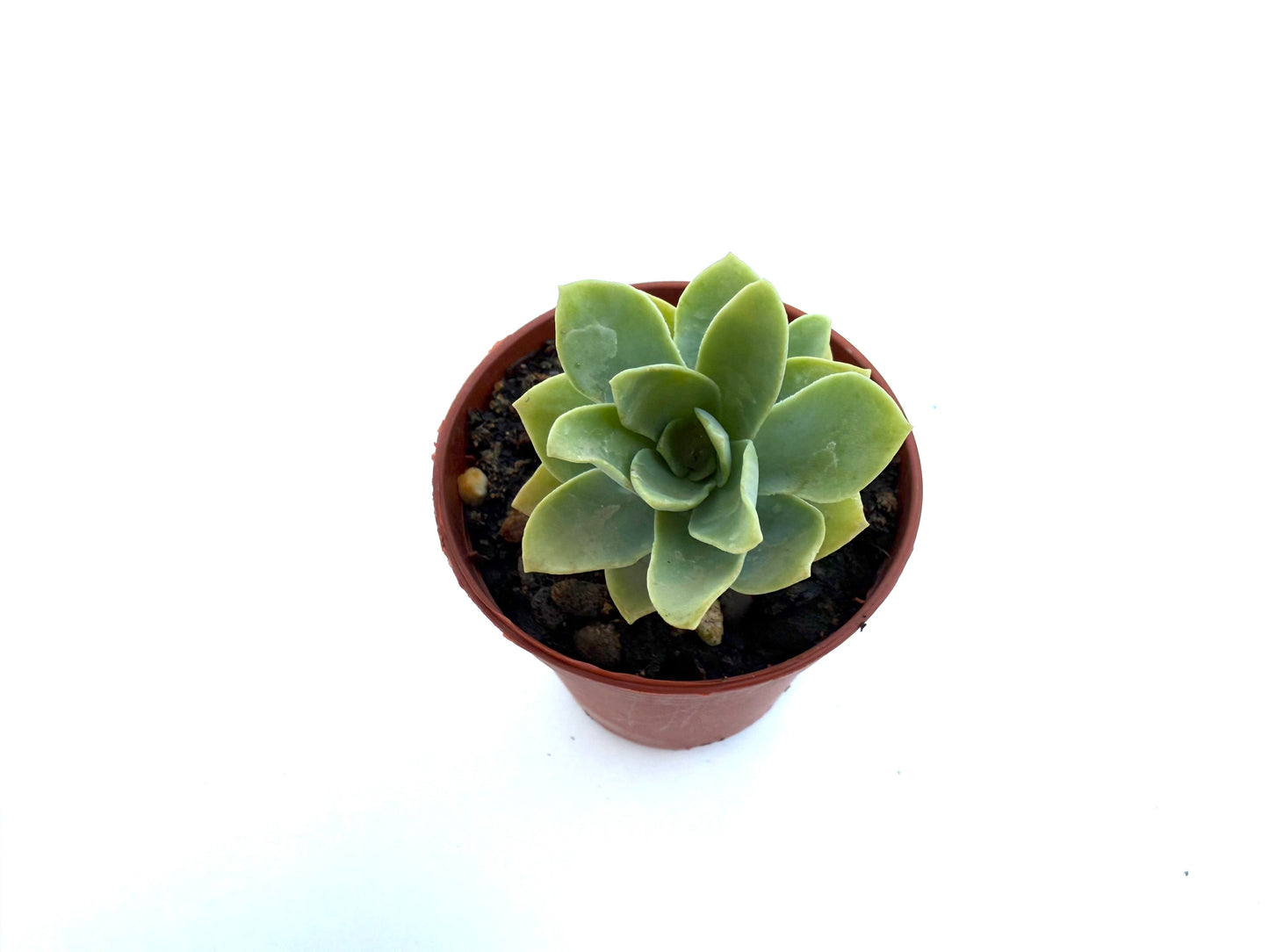 Sedum Palmeri