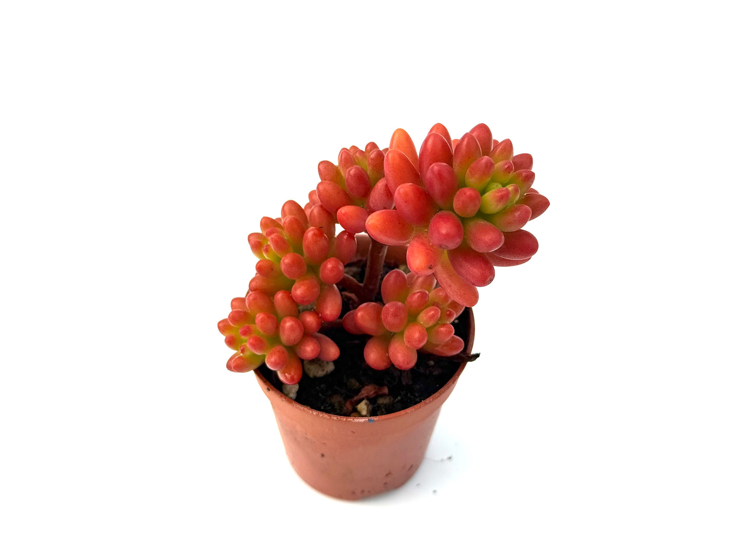 Sedum Rubrotinctum