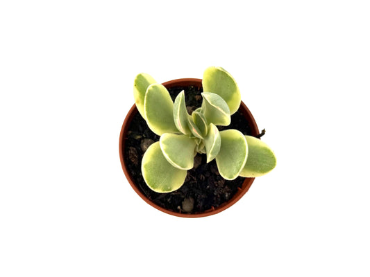 Crassula Money Maker Variegada
