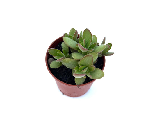 Crassula Lanuginosa