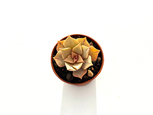 Aeonium Mary Anne Kunkel