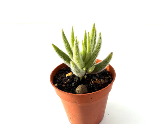 Crassula Mesembryanthemoides