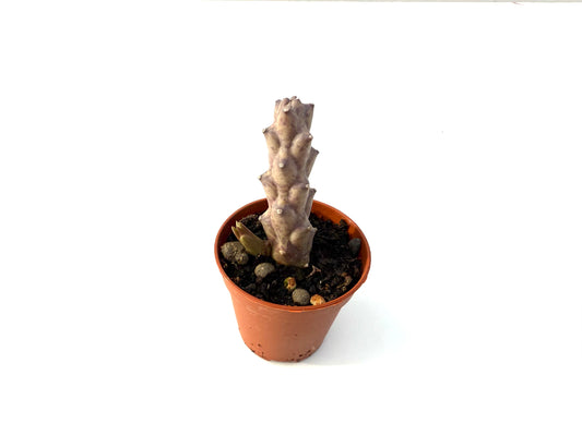 Orbea Variegata