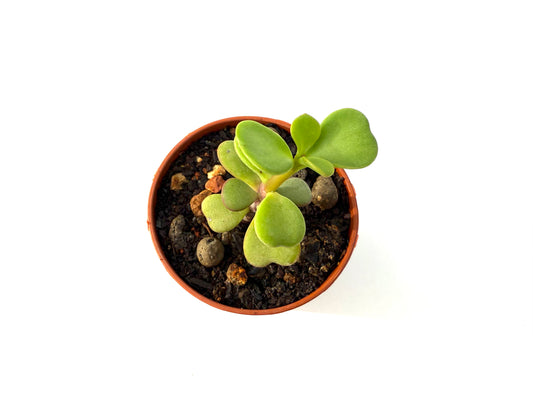 Portulacaria Afra