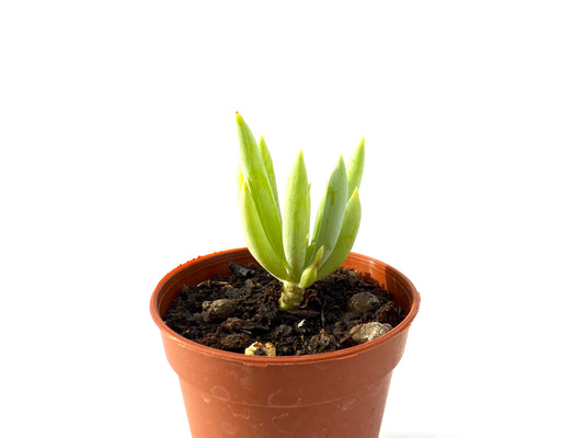 Dudleya Edulis