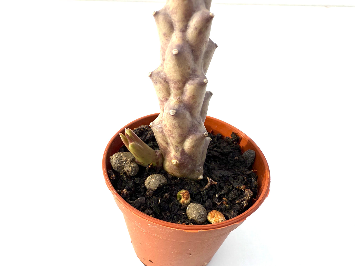 Orbea Variegata
