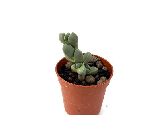 Corpuscularia Lehmannii