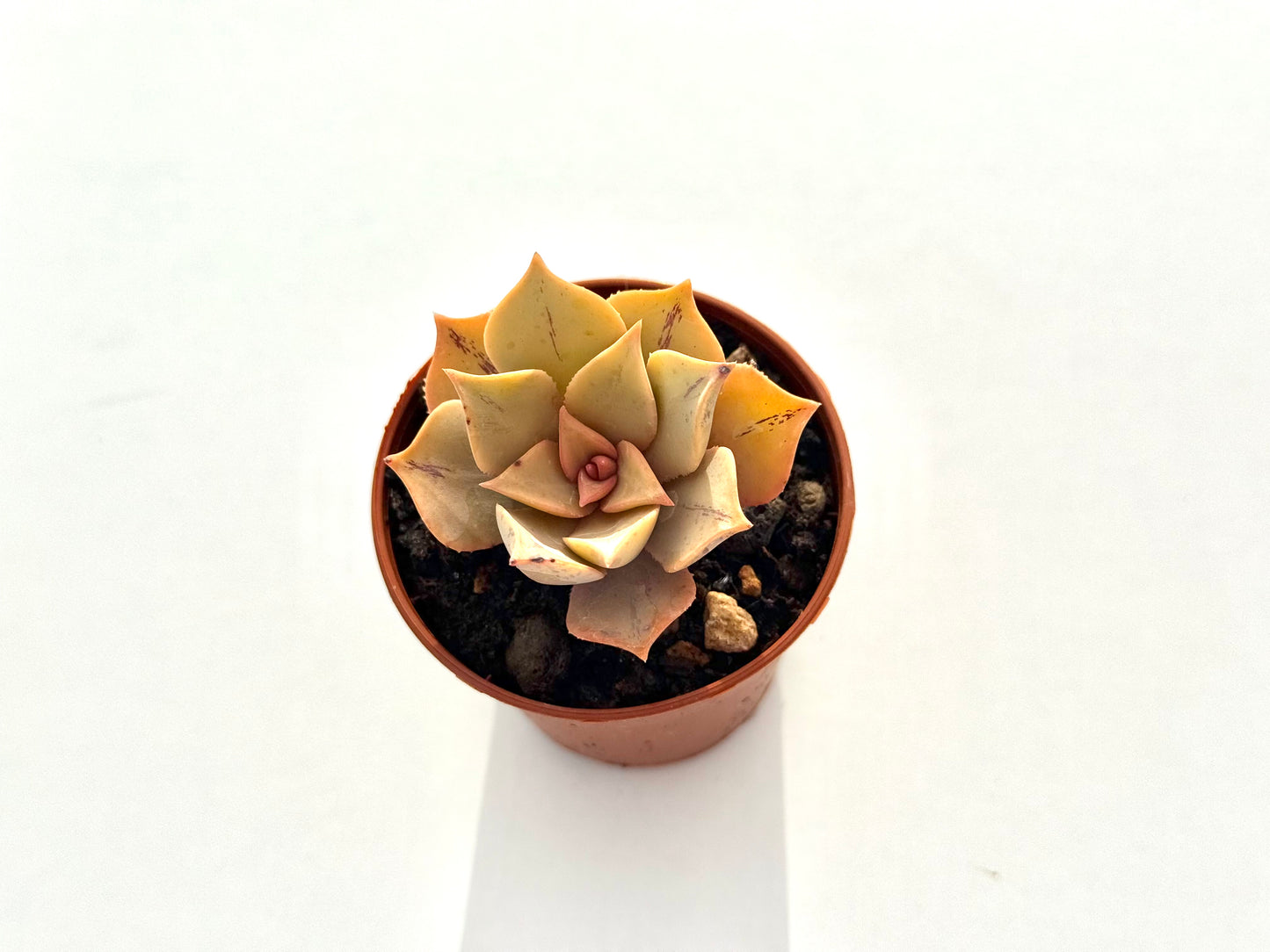 Aeonium Mary Anne Kunkel