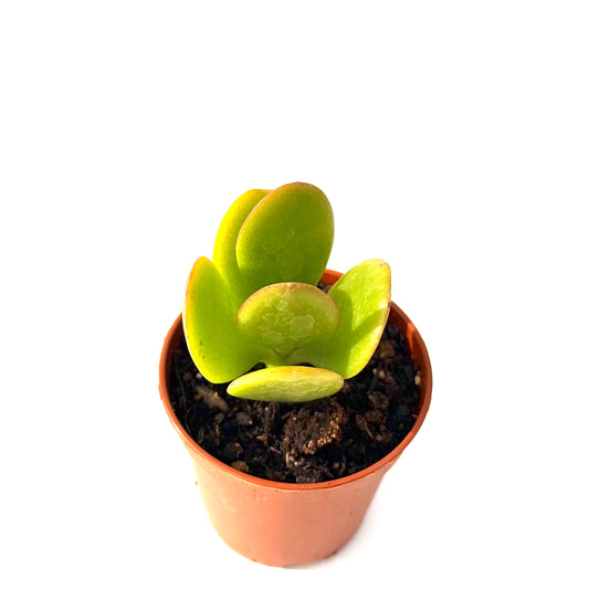 Crassula Ovata