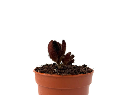 Kalanchoe Tomentosa Chocolate Soldier