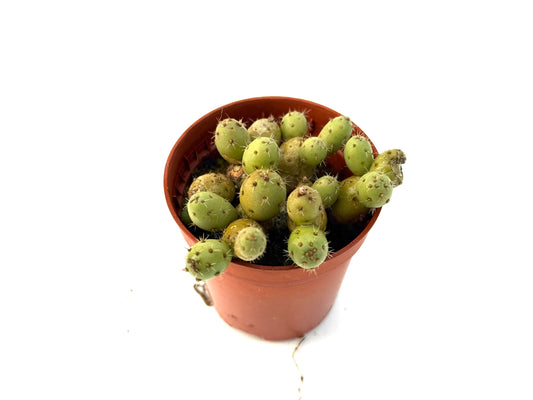 Maihueniopsis Minuta