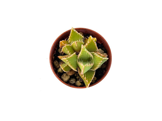 Faucaria Tigrina