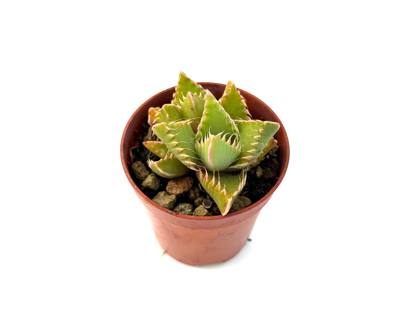 Faucaria Tigrina