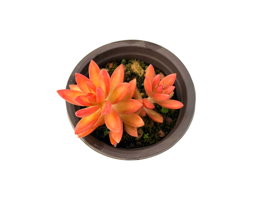 Sedum Adolphii