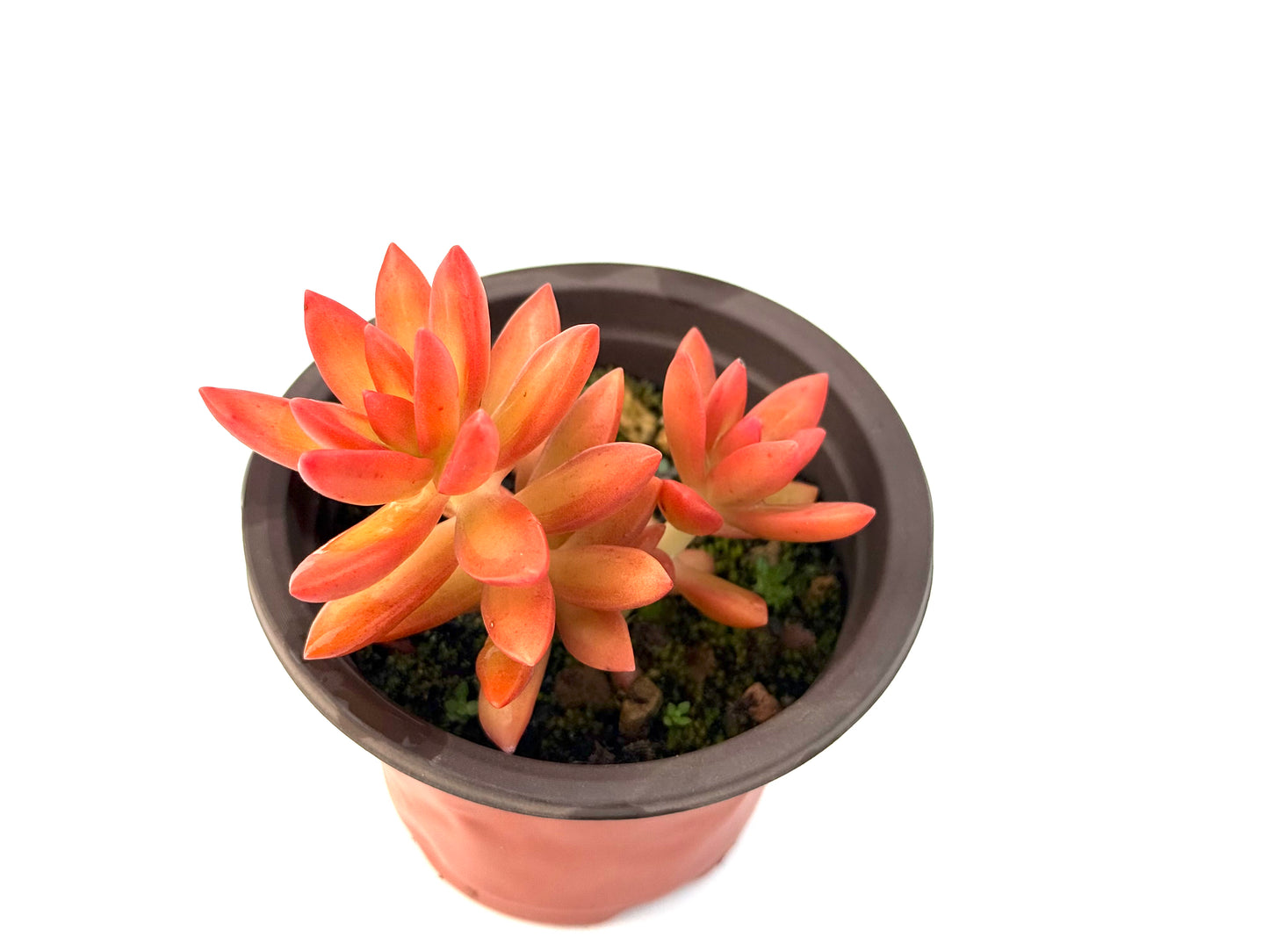 Sedum Adolphii
