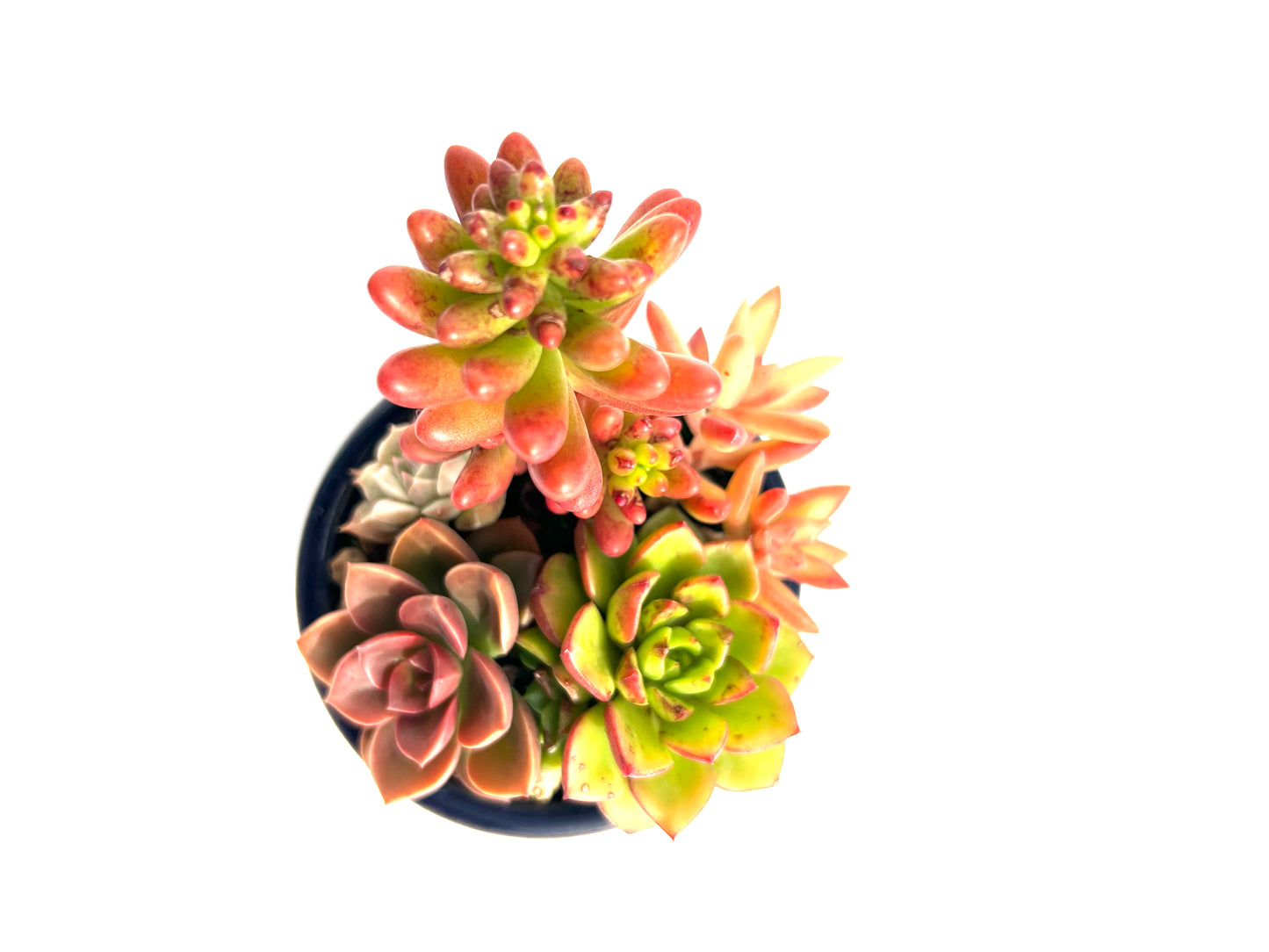 🌵 Pack “BoheSucus Starter” – Tu mini colección de suculentas lista para plantar