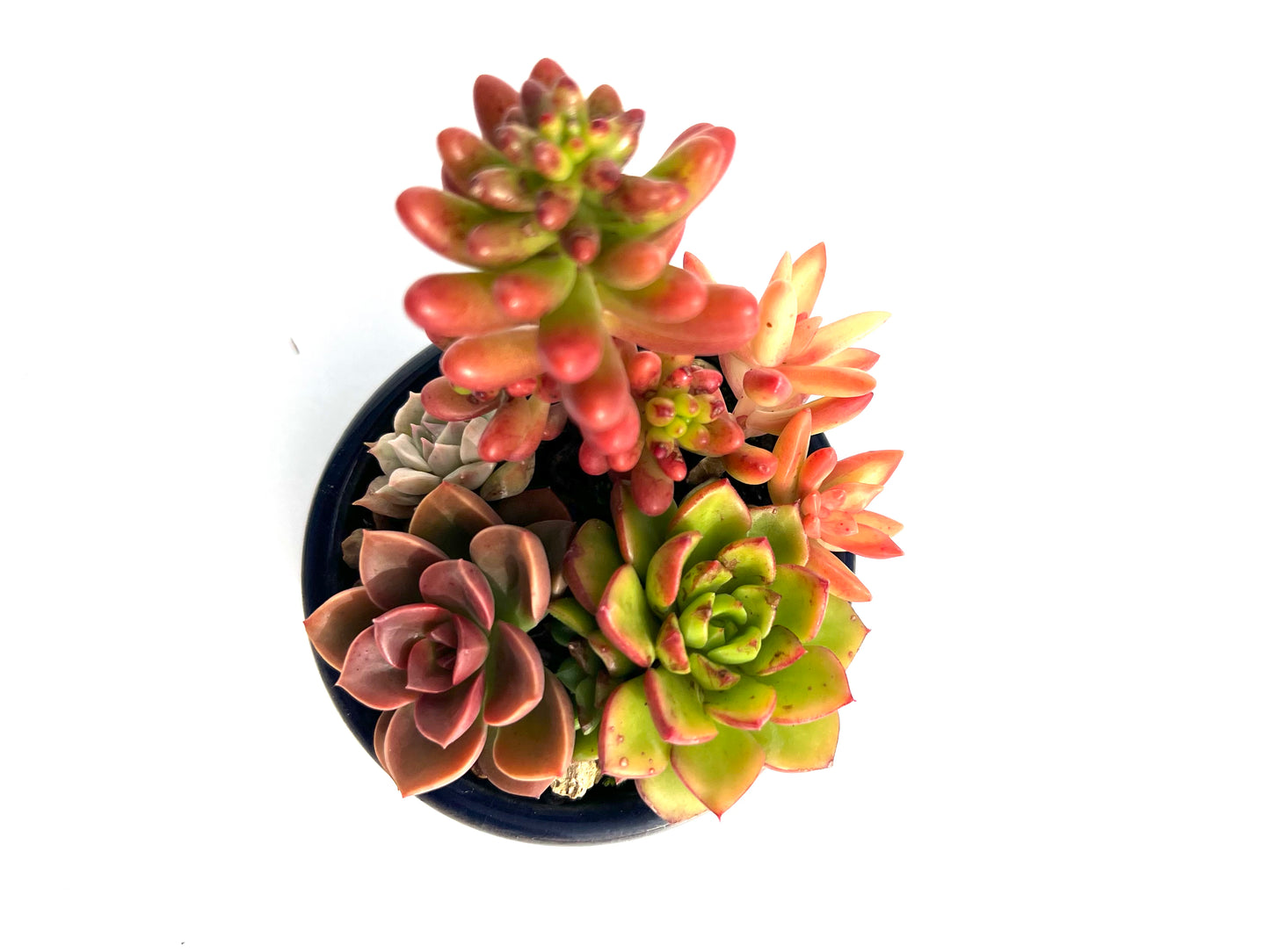 🌵 Pack “BoheSucus Starter” – Tu mini colección de suculentas lista para plantar