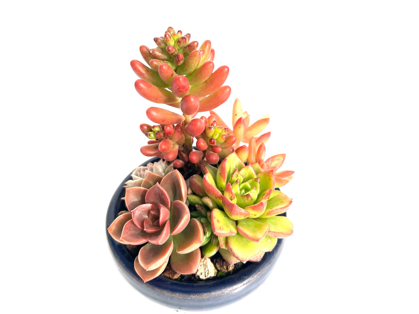 🌵 Pack “BoheSucus Starter” – Tu mini colección de suculentas lista para plantar