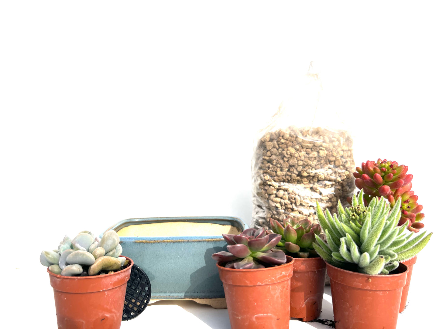 🌵 Pack “BoheSucus Starter” – Tu mini colección de suculentas lista para plantar