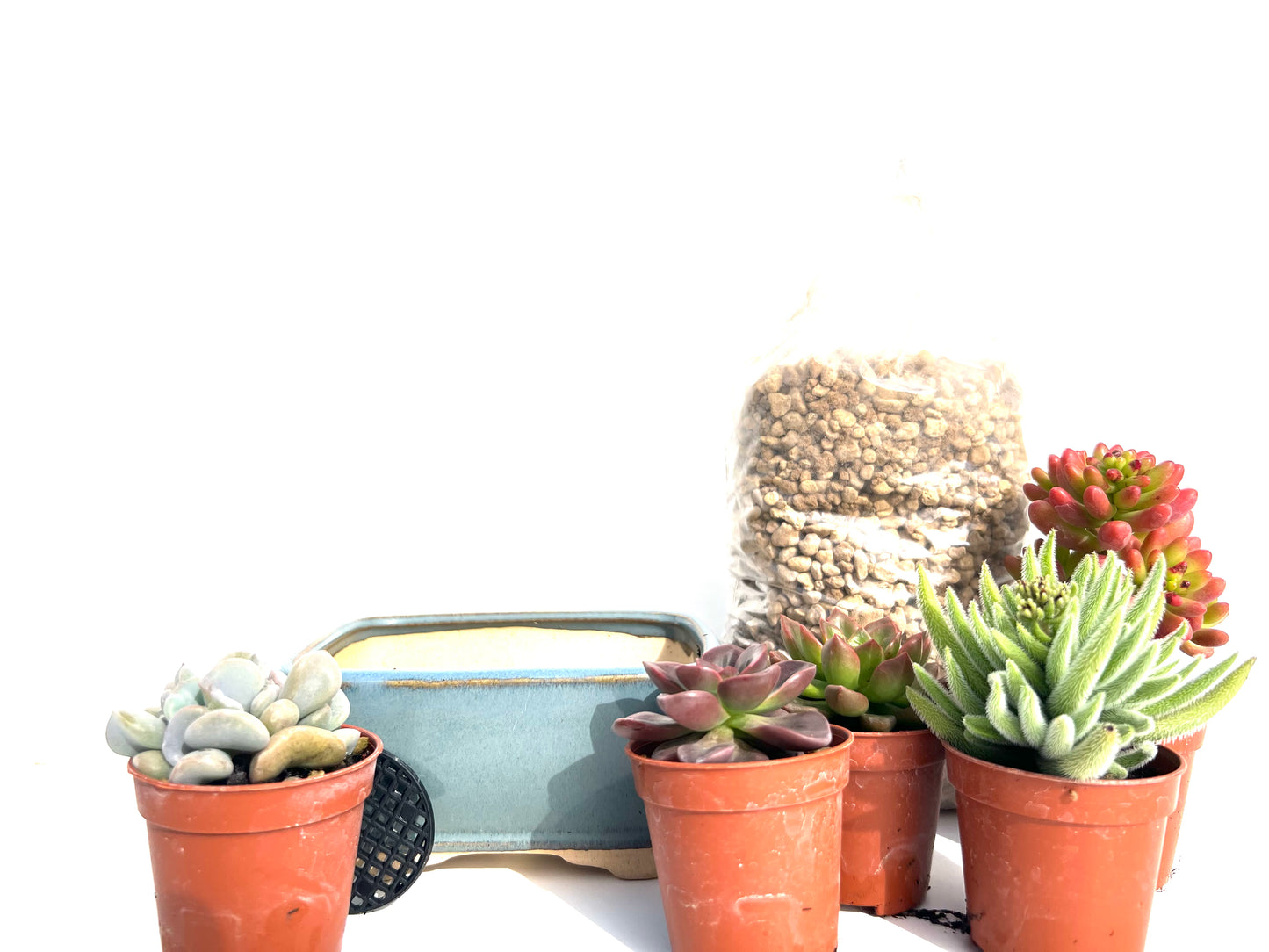 🌵 Pack “BoheSucus Starter” – Tu mini colección de suculentas lista para plantar