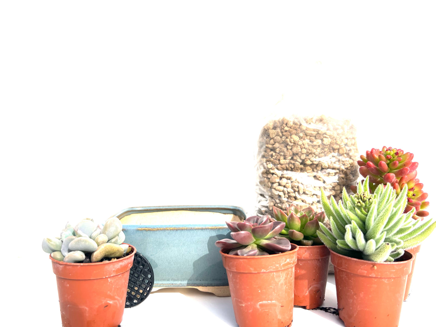 🌵 Pack “BoheSucus Starter” – Tu mini colección de suculentas lista para plantar