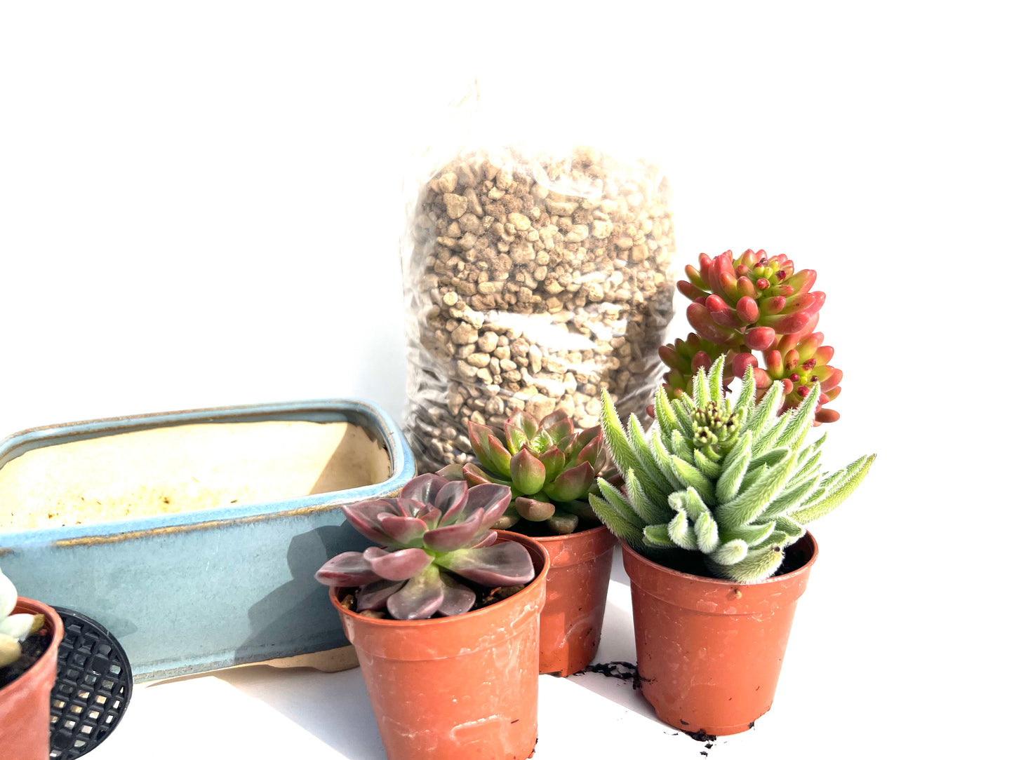 🌵 Pack “BoheSucus Starter” – Tu mini colección de suculentas lista para plantar